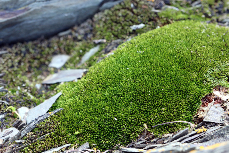 Bryum knowltonii